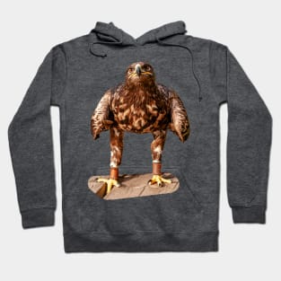 Falconers Eagle looking for food Hoodie